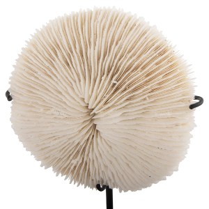 71504 ΕΠΙΤΡΑΠΕΖΙΟ ΔΙΑΚΟΣΜΗΤΙΚΟ HM4273 ΚΟΡΑΛΙ ΣΕ ΦΥΣΙΚΟ-ΜΑΥΡΗ ΜΕΤΑΛΛΙΚΗ ΒΑΣΗ 8x8x16Υ εκ.