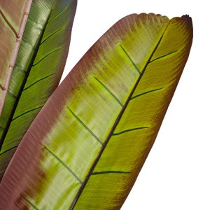 glo-20118-20118_3 GLOBOSTAR® ARTIFICIAL GARDEN BLOODY BANANA TREE 20118 - ΤΕΧΝΗΤΟ ΔΙΑΚΟΣΜΗΤΙΚΟ ΦΥΤΟ ΑΙΜΑΤΟΦΥ