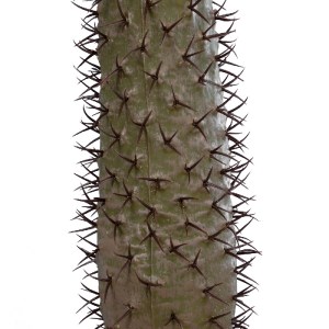 glo-20130-20130_4 GLOBOSTAR® ARTIFICIAL GARDEN PACHYPODIUM LAMEREI PALM TREE 20130 ΤΕΧΝΗΤΟ ΔΙΑΚΟΣΜΗΤΙΚΟ ΦΥΤΟ