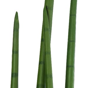glo-20211-20211_3 GLOBOSTAR® ARTIFICIAL GARDEN SANSEVIERIA CYLINDRICA 20211 ΤΕΧΝΗΤΟ ΔΙΑΚΟΣΜΗΤΙΚΟ ΦΥΤΟ ΣΑΝΣΕΒ