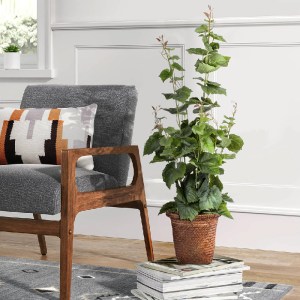 glo-20345-7aa27d_20379_20345 GLOBOSTAR® ARTIFICIAL GARDEN SKIATHOS 20345 ΔΙΑΚΟΣΜΗΤΙΚΟ ΨΑΘΙΝΟ ΚΑΛΑΘΙ - ΚΑΣΠΩ ΓΛΑΣΤΡΑ - F
