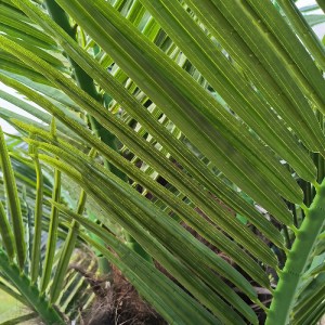 glo-20596-20596_3 GLOBOSTAR® ARTIFICIAL GARDEN PHOENIX ROEBELENII PALM TREE 20596 ΤΕΧΝΗΤΟ ΔΙΑΚΟΣΜΗΤΙΚΟ ΦΥΤΟ 