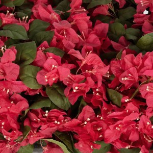 glo-20667-20667_7.webp GLOBOSTAR® ARTIFICIAL GARDEN BOUGANVILLEA PLANT 20666 ΤΕΧΝΗΤΟ ΔΙΑΚΟΣΜΗΤΙΚΟ ΦΥΤΟ ΜΠΟΥΚΑΝΒΙΛ