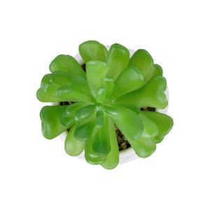 glo-20986-20986_3 GLOBOSTAR® ARTIFICIAL GARDEN SUCCULENT CRASSULA POTTED PLANT 20986 ΔΙΑΚΟΣΜΗΤΙΚΟ ΦΥΤΟ ΚΡΑΣΟ