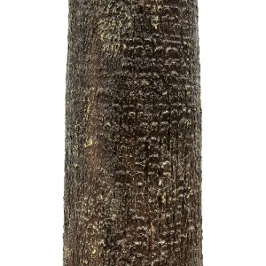 glo-21055-21055_5 GLOBOSTAR® ARTIFICIAL GARDEN PLANT PALM TREE 21055 ΔΙΑΚΟΣΜΗΤΙΚΟ ΔΕΝΤΡΟ ΦΟΙΝΙΚΑ  Φ240 X Υ40