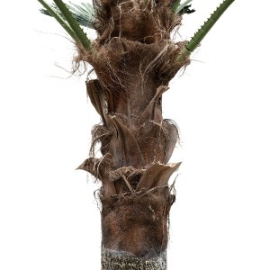glo-21056-21056_4 GLOBOSTAR® ARTIFICIAL GARDEN PLANT PALM TREE 21056 ΔΙΑΚΟΣΜΗΤΙΚΟ ΔΕΝΤΡΟ ΦΟΙΝΙΚΑ  Φ240 X Υ50