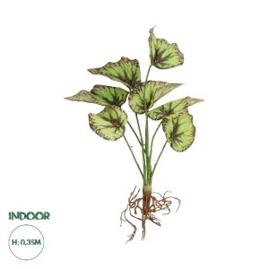glo-21491-21491_0.webp GLOBOSTAR® ARTIFICIAL GARDEN BEGONIA LEAVES ROOTED 21491 ΤΕΧΝΗΤΟ ΔΙΑΚΟΣΜΗΤΙΚΟ ΦΥΤΟ ΠΟΛΥΧΡΩ