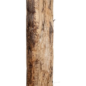 glo-21501-21501_6.webp GLOBOSTAR® ARTIFICIAL GARDEN BANANA TREE 21501 ΤΕΧΝΗΤΟ ΔΙΑΚΟΣΜΗΤΙΚΟ ΔΕΝΤΡΟ ΜΠΑΝΑΝΙΑΣ Υ400C