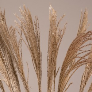 glo-36538-0e0657_36536_2 GLOBOSTAR® MISCANTHUS 36538 ΑΠΟΞΗΡΑΜΕΝΟ ΦΥΤΟ ΜΙΣΧΑΝΘΟΣ - ΜΠΟΥΚΕΤΟ ΔΙΑΚΟΣΜΗΤΙΚΩΝ ΚΛΑΔΙΩΝ ΜΠ