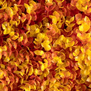 glo-78514-78513_6 GLOBOSTAR® 78514 ARTIFICIAL - ΣΥΝΘΕΤΙΚΟ ΤΕΧΝΗΤΟ ΔΙΑΚΟΣΜΗΤΙΚΟ ΦΥΤΟ ΘΑΜΝΟΣ ΠΥΞΑΡΙ ΠΟΡΤΟΚΑΛΙ 