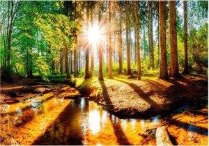pol-161978009 ΑΥΤΟΚΟΛΛΗΤΗ ΦΩΤΟΤΑΠΕΤΣΑΡΙΑ - MARVELOUS FOREST - 343X245