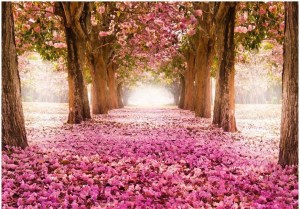 pol-161986319 ΑΥΤΟΚΟΛΛΗΤΗ ΦΩΤΟΤΑΠΕΤΣΑΡΙΑ - PINK GROVE - 343X245