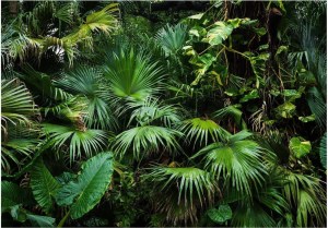 pol-161998699 ΑΥΤΟΚΟΛΛΗΤΗ ΦΩΤΟΤΑΠΕΤΣΑΡΙΑ - SUNNY JUNGLE - 441X315