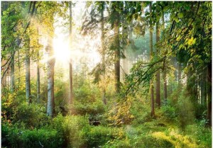 pol-162003169 ΑΥΤΟΚΟΛΛΗΤΗ ΦΩΤΟΤΑΠΕΤΣΑΡΙΑ - UNTAMED NATURE - 343X245