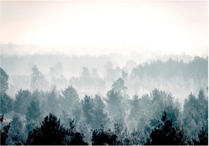 pol-162006839 ΑΥΤΟΚΟΛΛΗΤΗ ΦΩΤΟΤΑΠΕΤΣΑΡΙΑ - WINTER FOREST - 147X105