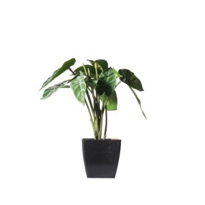 sg-0160-6 SUPERGREENS ΤΕΧΝΗΤΟ ΦΥΤΟ ΑΛΟΚΑΣΙΑ AMAZONICA POLLY ΠΡΑΣΙΝΟ 22 ΕΚ.