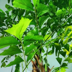 sg-0790-6 SUPERGREENS ΤΕΧΝΗΤΟ ΔΕΝΤΡΟ ″GINKGO BILOBA″ ΠΡΑΣΙΝΟ 310 ΕΚ.