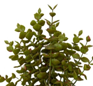 sg-0971-7 SUPERGREENS ΤΕΧΝΗΤΟΣ ΧΩΝΕΥΤΟΣ ΕΥΚΑΛΥΠΤΟΣ 40 ΕΚ.