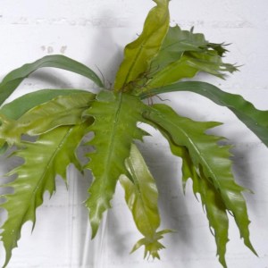sg-1102-7 SUPERGREENS ΤΕΧΝΗΤΗ ΧΩΝΕΥΤΟ ΠΛΑΤΥΚΕΡΙΟ ΠΡΑΣΙΝΟ 57 ΕΚ.