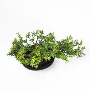 sg-3080-6 SUPERGREENS ΤΕΧΝΗΤΟΣ ΜΠΟΝΣΑΙ ΦΙΚΟΣ TAIWAN ΠΡΑΣΙΝΟ 35X15 ΕΚ.