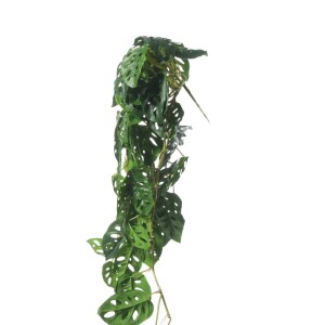 sg-3091-7 SUPERGREENS ΤΕΧΝΗΤΗ ΚΡΕΜΑΣΤΗ ΜΟΝΣΤΕΡΑ ″ADANSONII″ ΠΡΑΣΙΝΗ 85 ΕΚ.
