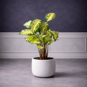 sg-3821-6 SUPERGREENS ΤΕΧΝΗΤΟ ΦΥΤΟ ΝΤΙΦΕΝΜΠΑΧΙΑ ΠΡΑΣΙΝΗ 65 ΕΚ.