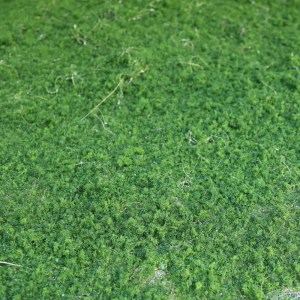 sg-3971-7 SUPERGREENS ΤΕΧΝΗΤΗ ΦΥΛΛΩΣΙΑ MOSS ΠΡΑΣΙΝΗ 100X100 ΕΚ.