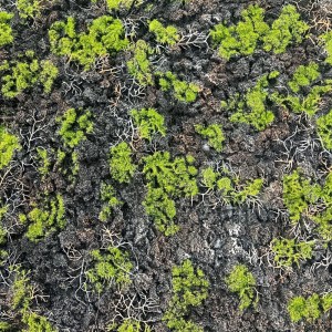 sg-3991-7 SUPERGREENS ΤΕΧΝΗΤΗ ΦΥΛΛΩΣΙΑ MOSS ″GLADONIA″ ΠΡΑΣΙΝΟ ΜΕ ΜΑΥΡΟ 100X100 ΕΚ.
