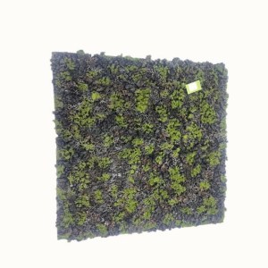 sg-3991-7 SUPERGREENS ΤΕΧΝΗΤΗ ΦΥΛΛΩΣΙΑ MOSS ″GLADONIA″ ΠΡΑΣΙΝΟ ΜΕ ΜΑΥΡΟ 100X100 ΕΚ.