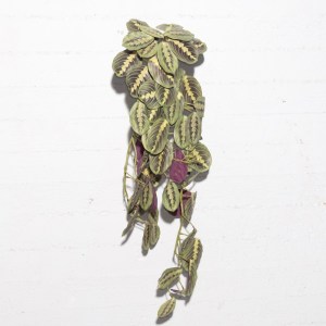 sg-4091-7 SUPERGREENS ΤΕΧΝΗΤΗ ΚΡΕΜΑΣΤΗ ΚΑΛΑΘΕΑ ″MARANTA″ ΠΡΑΣΙΝΗ 85 ΕΚ.