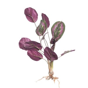 sg-4431-7 SUPERGREENS ΤΕΧΝΗΤΗ ΧΩΝΕΥΤΗ ΚΑΛΑΘΕΑ ROSEOPICTA ΠΡΑΣΙΝΗ 61 ΕΚ.