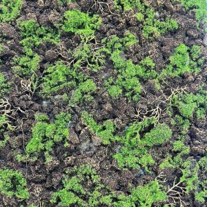 sg-4991-7 SUPERGREENS ΤΕΧΝΗΤΗ ΦΥΛΛΩΣΙΑ MOSS ″GAIA″ ΠΡΑΣΙΝΟ ΜΕ ΜΑΥΡΟ 50X100 ΕΚ.