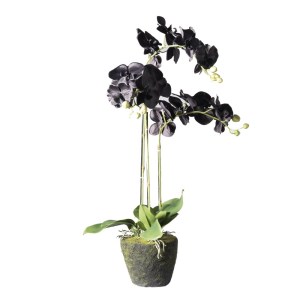 sg-5170-6 SUPERGREENS ΤΕΧΝΗΤΟ ΦΥΤΟ ΟΡΧΙΔΕΑ PHALAENOPSIS REAL TOUCH ΜΑΥΡΗ ΜΕ ΒΑΣΗ MOSS 85 ΕΚ.