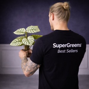 sg-5602-7 SUPERGREENS ΤΕΧΝΗΤΗ ΧΩΝΕΥΤΗ ΚΑΛΑΘΕΑ ORBIFOLIA ΠΡΑΣΙΝΗ 60 ΕΚ.