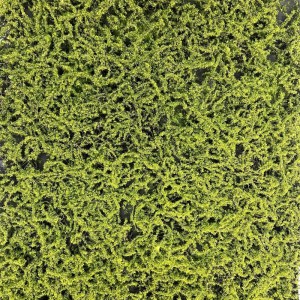 sg-5991-7 SUPERGREENS ΤΕΧΝΗΤΗ ΦΥΛΛΩΣΙΑ MOSS ″PEACE″ ΠΡΑΣΙΝΗ 50X100 ΕΚ.