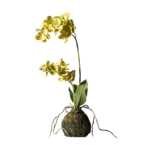 sg-7070-6 SUPERGREENS ΤΕΧΝΗΤΟ ΦΥΤΟ ΟΡΧΙΔΕΑ PHALAENOPSIS REAL TOUCH ΠΡΑΣΙΝΗ ΜΕ ΒΑΣΗ MOSS 40 ΕΚ.