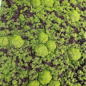 sg-7991-7 SUPERGREENS ΤΕΧΝΗΤΗ ΦΥΛΛΩΣΙΑ MOSS ″EDEM″ ΠΡΑΣΙΝΗ 50X100 ΕΚ.