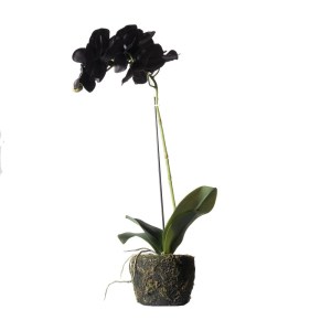 sg-8070-6 SUPERGREENS ΤΕΧΝΗΤΟ ΦΥΤΟ ΟΡΧΙΔΕΑ PHALAENOPSIS REAL TOUCH ΜΑΥΡΗ ΜΕ ΒΑΣΗ MOSS 60 ΕΚ.