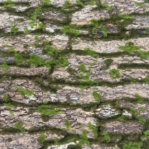 sg-8991-7 SUPERGREENS ΤΕΧΝΗΤΗ ΦΥΛΛΩΣΙΑ MOSS ″NATURA″ ΦΥΣΙΚΗ 100X100 ΕΚ.