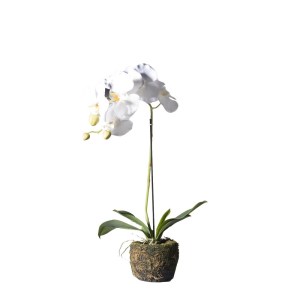 sg-9070-6 SUPERGREENS ΤΕΧΝΗΤΟ ΦΥΤΟ ΟΡΧΙΔΕΑ PHALAENOPSIS REAL TOUCH ΛΕΥΚΗ ΜΕ ΒΑΣΗ MOSS 60 ΕΚ.