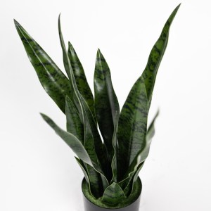 sg-9880-6 SUPERGREENS ΤΕΧΝΗΤΟ ΦΥΤΟ ΣΑΝΣΕΒΙΕΡΙΑ ROBUSTA ΠΡΑΣΙΝΟ 55 ΕΚ.