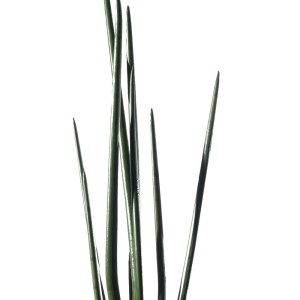 sg-9901-6 SUPERGREENS ΤΕΧΝΗΤΟ ΦΥΤΟ ΣΑΝΣΕΒΙΕΡΑ ″CYLINDRICA″ ΠΡΑΣΙΝΟ 22X26X105 ΕΚ.