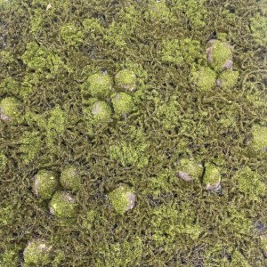 sg-9991-7 SUPERGREENS ΤΕΧΝΗΤΗ ΦΥΛΛΩΣΙΑ MOSS ″BRYO-FOREST″ ΠΡΑΣΙΝΗ 100X100 ΕΚ.