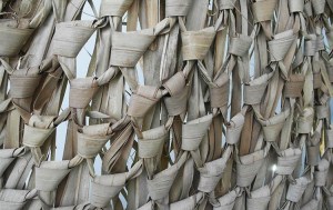 tz-252-112242-finikofill_3247611 ΚΑΛΥΜΜΑ ΓΙΑ ΣΤΡΟΓΓΥΛΗ ΟΜΠΡΕΛΑ ΠΛΕΚΤΟ (FAN PALM) Φ240R